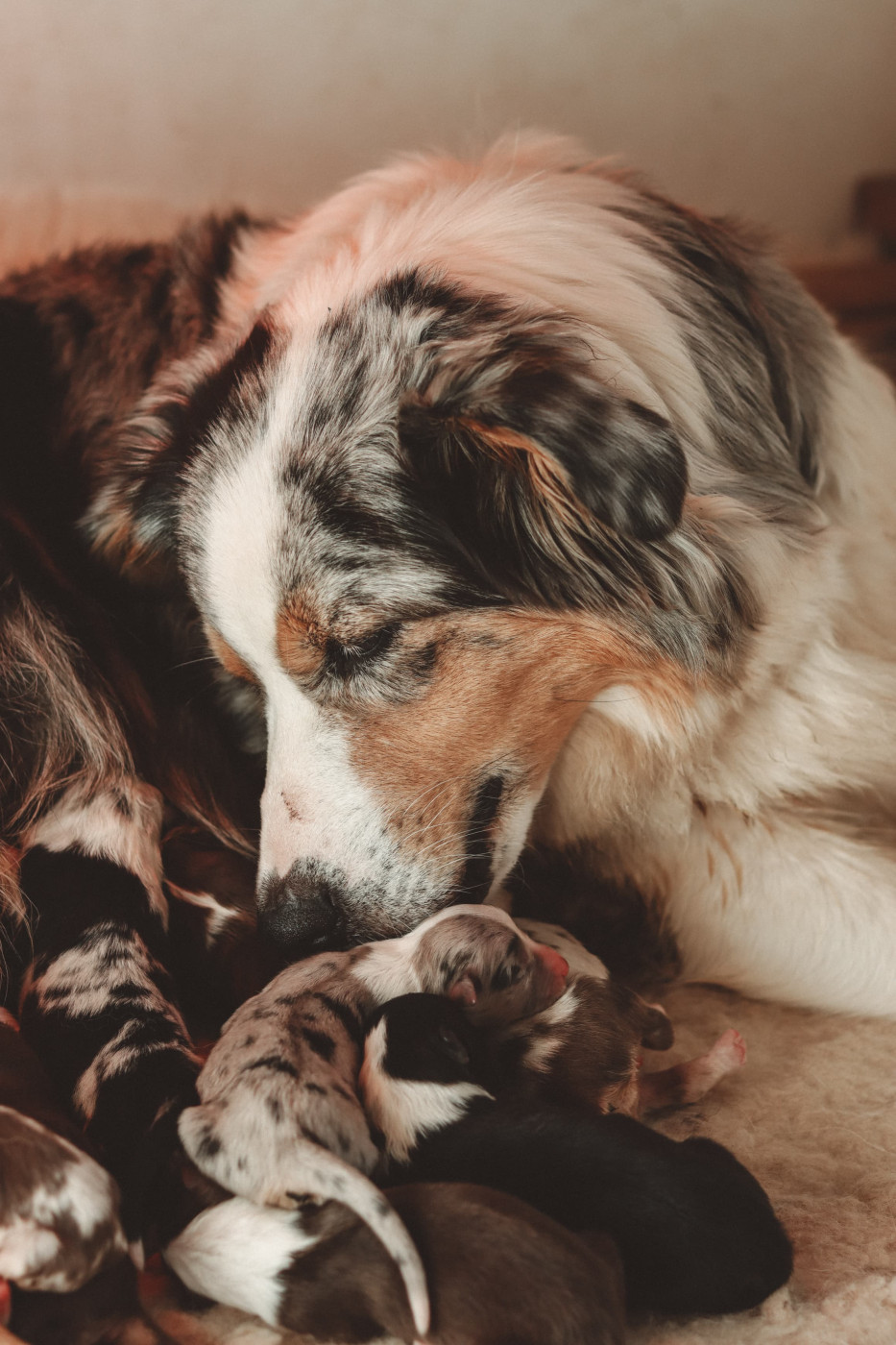 Chiot Berger Australien Des Aussies De Belle Vue