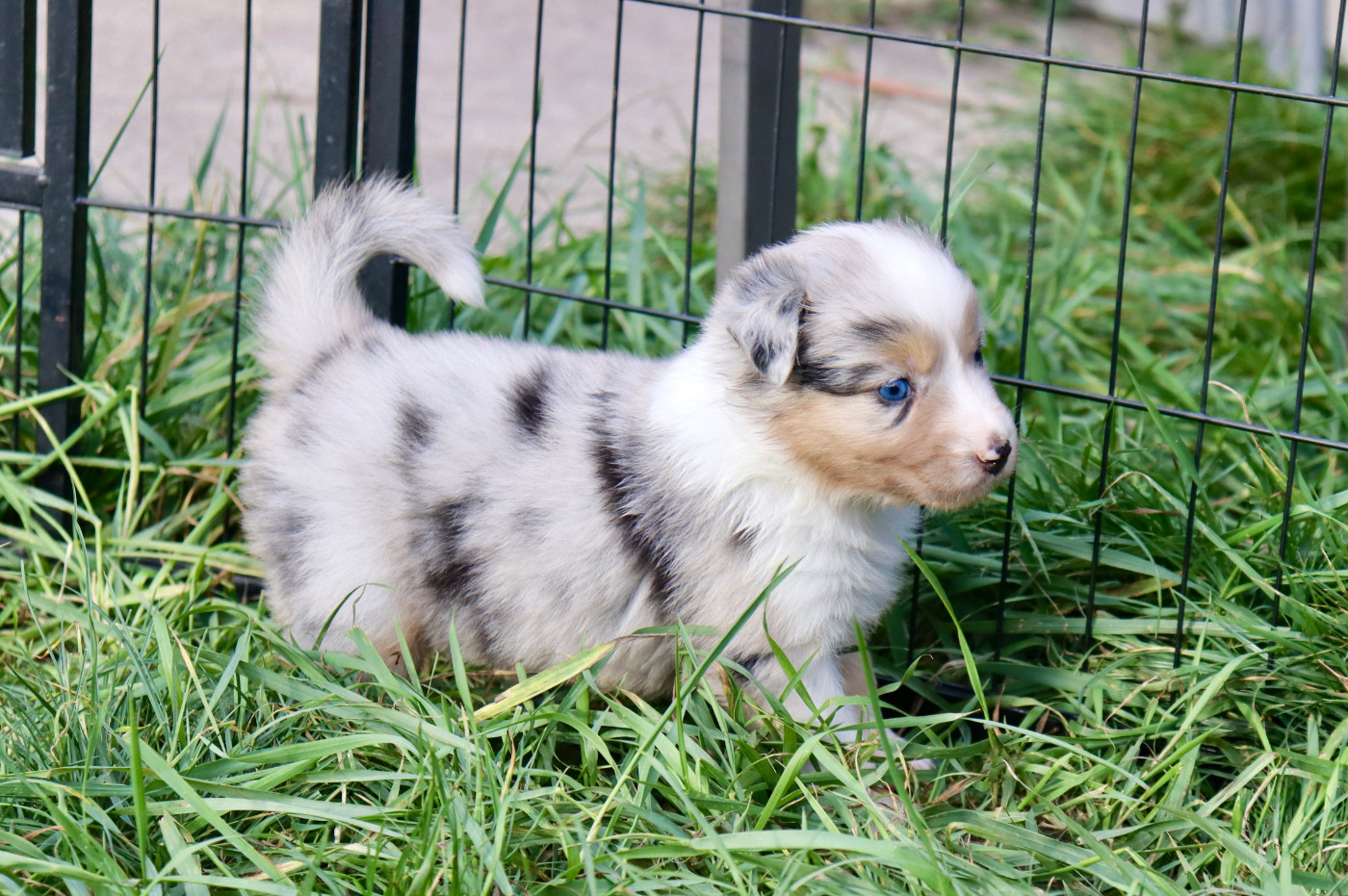 Des Aussies De Belle Vue - Chiots disponibles - Berger Australien