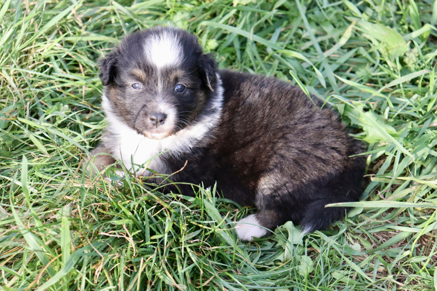 Des Aussies De Belle Vue - Chiots disponibles - Berger Australien