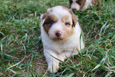 Male Rouge Merle Yeux bleus
