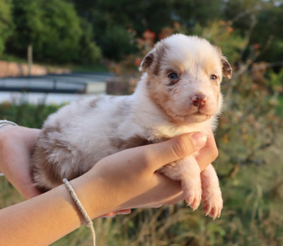 Femelle Rouge Merle yeux bleus